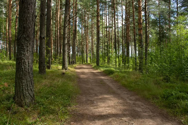 Çam ormanlarında yol boyunca yürü. 
