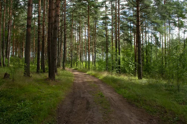 Çam ormanlarında yol boyunca yürü. 