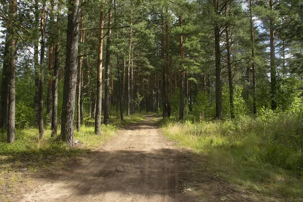 Çam ormanlarında yol boyunca yürü. 