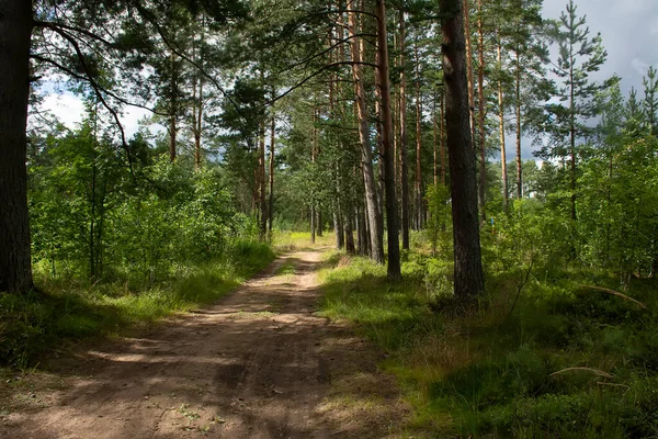 Çam ormanlarında yol boyunca yürü. 
