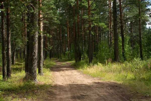 Çam ormanlarında yol boyunca yürü. 