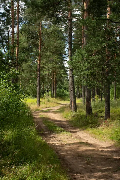 Çam ormanlarında yol boyunca yürü. 