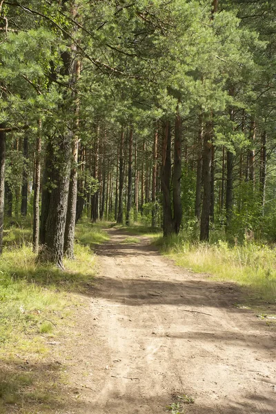 Çam ormanlarında yol boyunca yürü. 