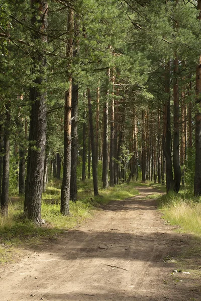 Çam ormanlarında yol boyunca yürü. 
