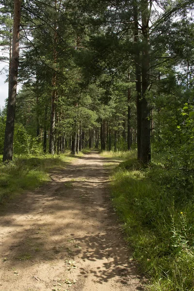 Çam ormanlarında yol boyunca yürü. 