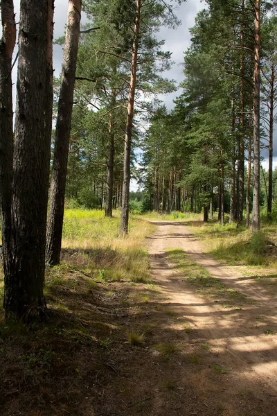 Çam ormanlarında yol boyunca yürü. 