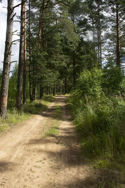 Çam ormanlarında yol boyunca yürü. 