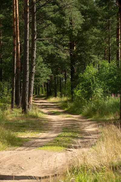 Çam ormanlarında yol boyunca yürü. 