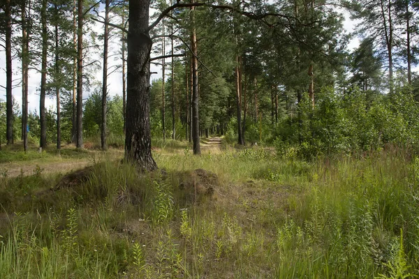 Çam ormanlarında yol boyunca yürü. 