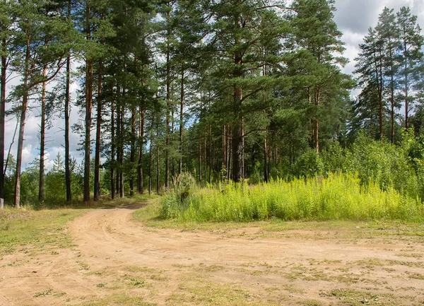 Çam ormanlarında yol boyunca yürü. 