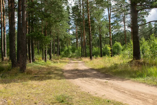 Çam ormanlarında yol boyunca yürü. 