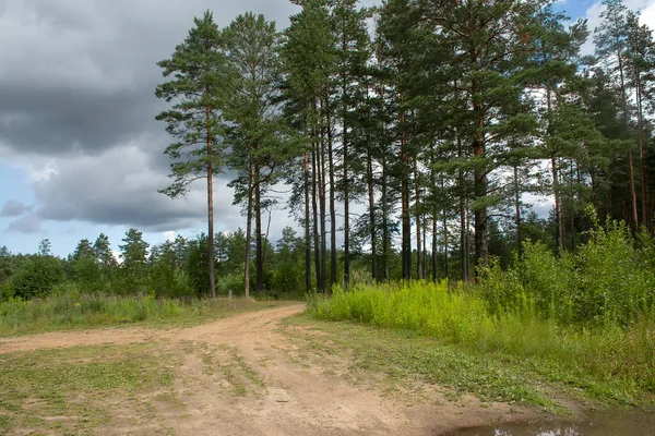 Çam ormanlarında yol boyunca yürü. 