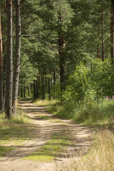 Çam ormanlarında yol boyunca yürü. 