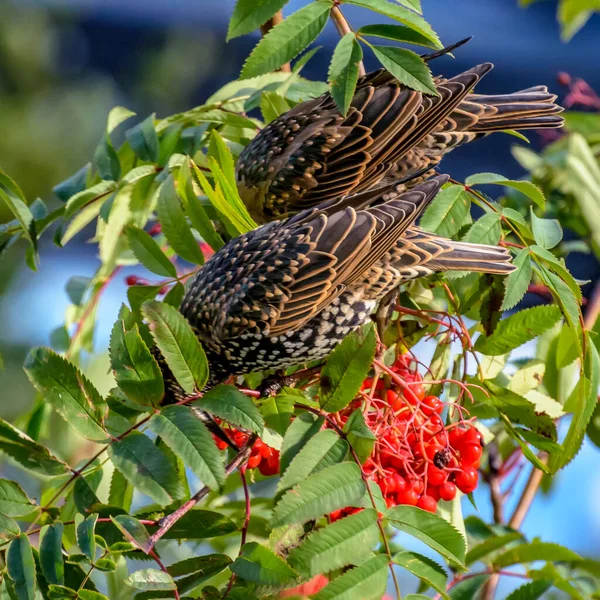 Birds Peck Ripe Rowan Berries Tree — Stock Photo, Image