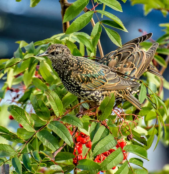 Birds Peck Ripe Rowan Berries Tree — Stock Photo, Image