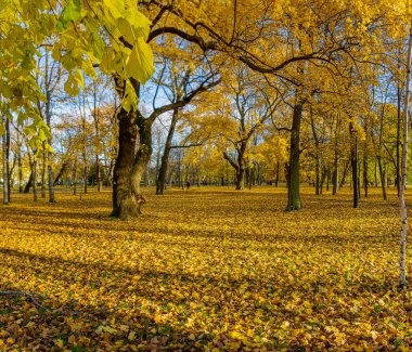 Petrovsky Parkı. Kronstadt 'ta. - Rusya. 31 Ekim 2020. Petrovsky Park, Kronstadt 'ta eski bir parktır. Projenin yazarı askeri vali F. Bellingshausen 'dir.. 