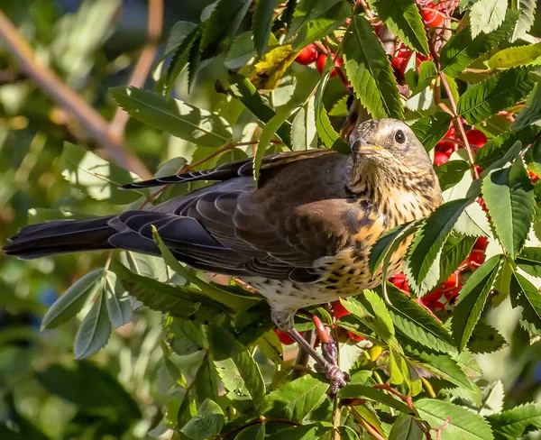 Birds peck ripe rowan berries on the tree.