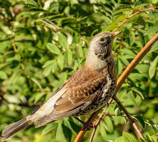 Birds Peck Ripe Rowan Berries Tree — Stock Photo, Image