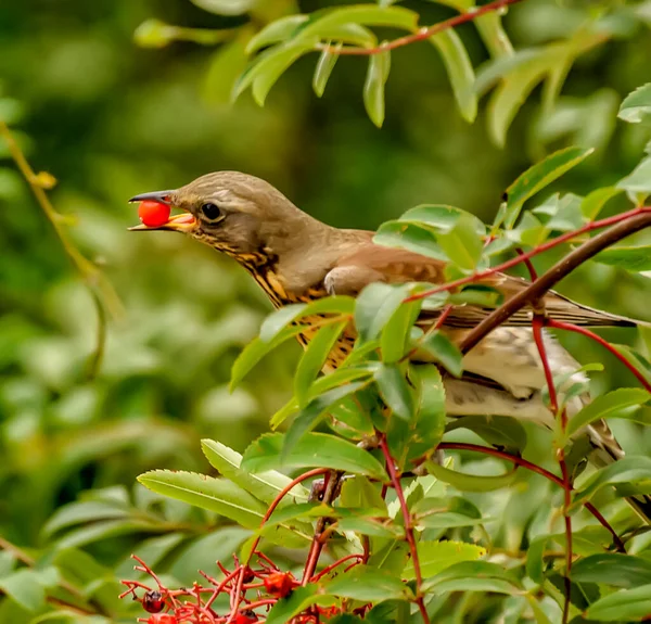 Birds Peck Ripe Rowan Berries Tree — Stock Photo, Image