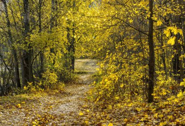 St. Petersburg 'daki Neva Nehri kıyısında Altın Sonbahar. 