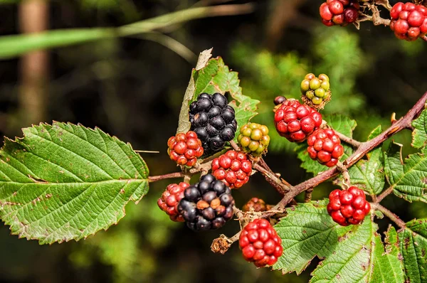 Blackberries Growing Next Walking Path — Stock Photo, Image