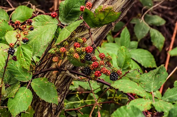 Brombeeren Wachsen Neben Dem Wanderweg — Stockfoto