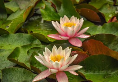 Wilson Park 'ın göletlerinde narin ve güzel su zambakları. Park Victoria 'daki Berwick' te Princes Highway 'de yer almaktadır..