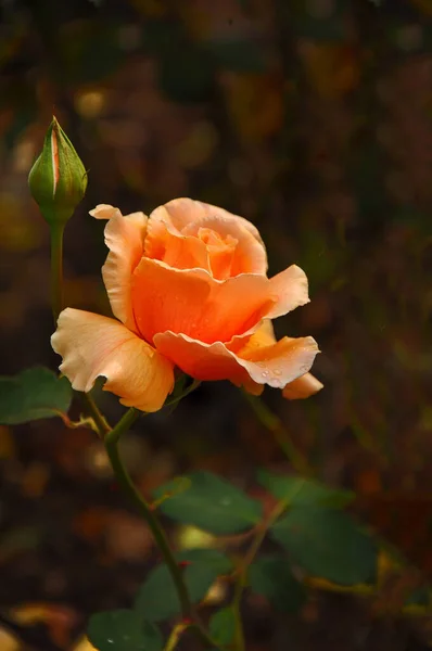 Roses Délicates Belles Dans Parc Wilson Parc Est Situé Sur — Photo