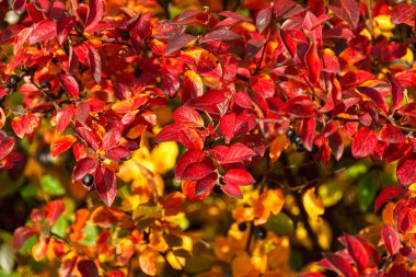 Parlak kronometre yapraklarıyla sonbahar arkaplanı. 