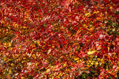 Parlak kronometre yapraklarıyla sonbahar arkaplanı.