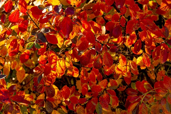 Fondo Otoñal Con Hojas Rojas Brillante Cotoneastro — Foto de Stock