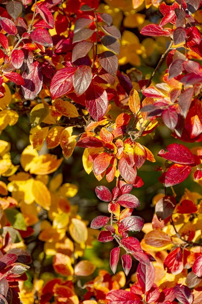 Parlak kronometre yapraklarıyla sonbahar arkaplanı. 