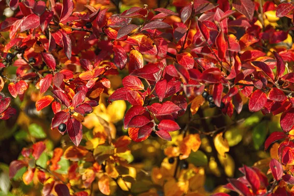 Parlak kronometre yapraklarıyla sonbahar arkaplanı. 