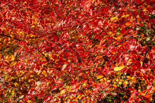 Parlak kronometre yapraklarıyla sonbahar arkaplanı.