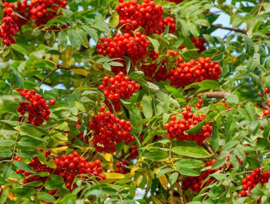 Güzel bir sonbahar arkaplanı ve olgun kırmızı rowan.. 