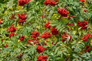 Güzel bir sonbahar arkaplanı ve olgun kırmızı rowan.. 
