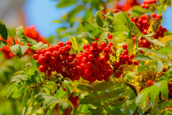 Красивый Осенний Фон Спелыми Красными Рядами — стоковое фото