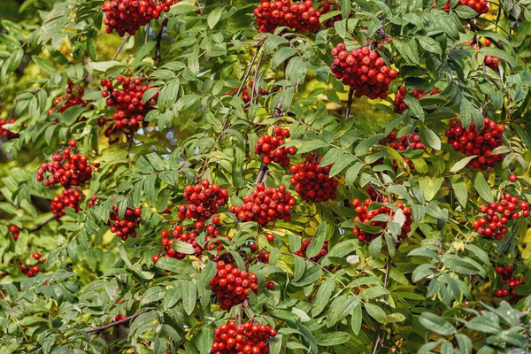 Beautiful Autumn Background Ripe Red Rowan — Stock Photo, Image