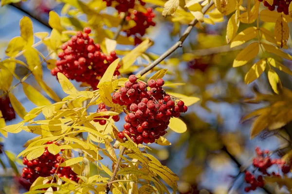 Beautiful Autumn Background Ripe Red Rowan — Stock Photo, Image