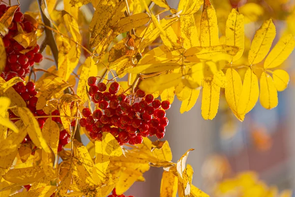 Hermoso Fondo Otoño Con Rowan Rojo Maduro — Foto de Stock