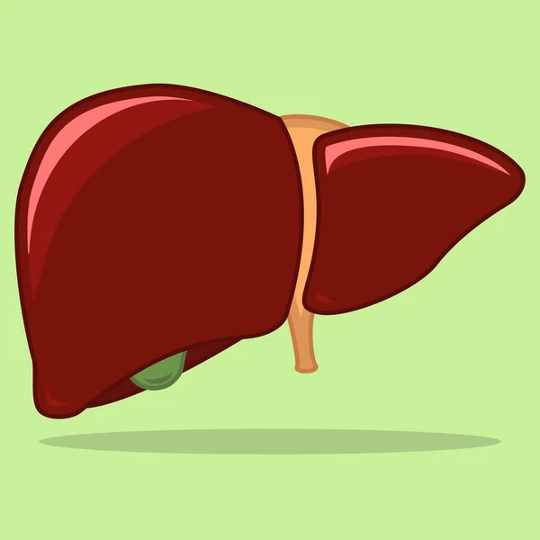 人类肝脏图 — 图库矢量图片