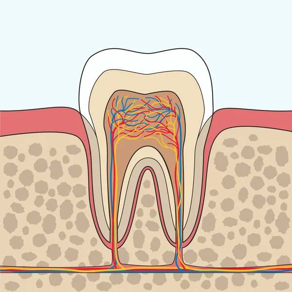 Illustration zur Zahnanatomie — Stockvektor