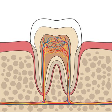 Diş anatomisi illüstrasyon.