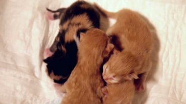 Zencefil yavru kedi odaklanmak ile yeni doğan yavru kedi