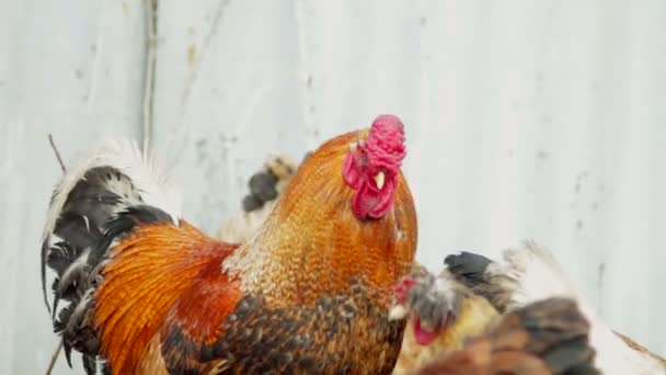 Brillante polla roja aislada sobre fondo blanco — Vídeo de stock
