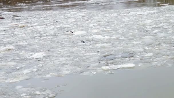 Lente landschap, drift van het ijs op de rivier, Rusland — Stockvideo