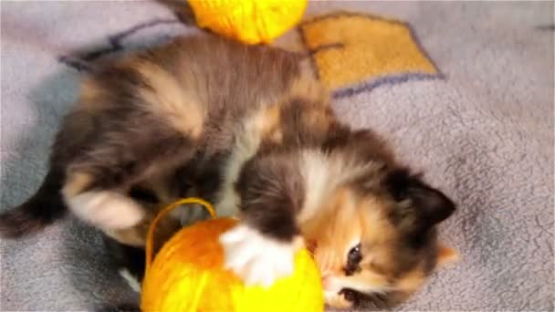 Little kitten playing with ball of red thread — Stock Video