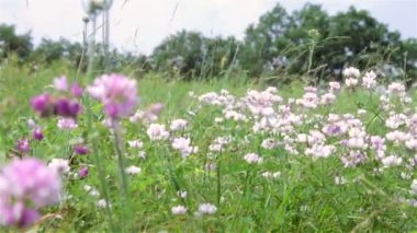 çim alan. gökyüzü altında yeşil çayır