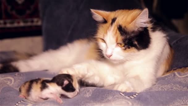 Mooie Siberische kat met pasgeboren kitten close-up — Stockvideo