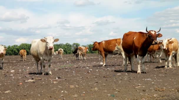 Una mandria di mucche in un cortile della fattoria in estate — Video Stock